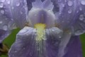 iris apres la pluie